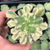 Aeonium tabuliforme f. variegata (variegated plant)