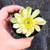 Aeonium castello-paivae f. variegata 'Suncup' (w/pup)(CLEARANCE)