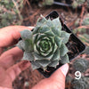 Sempervivum 'Blue Boy' (P/C)