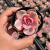 [PACK of 10 PLANTS] x Echeveria Rainbow West (XS)
