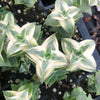 Crassula perforata 'Southern Cross' (white variegate)(2 x CUTTING)