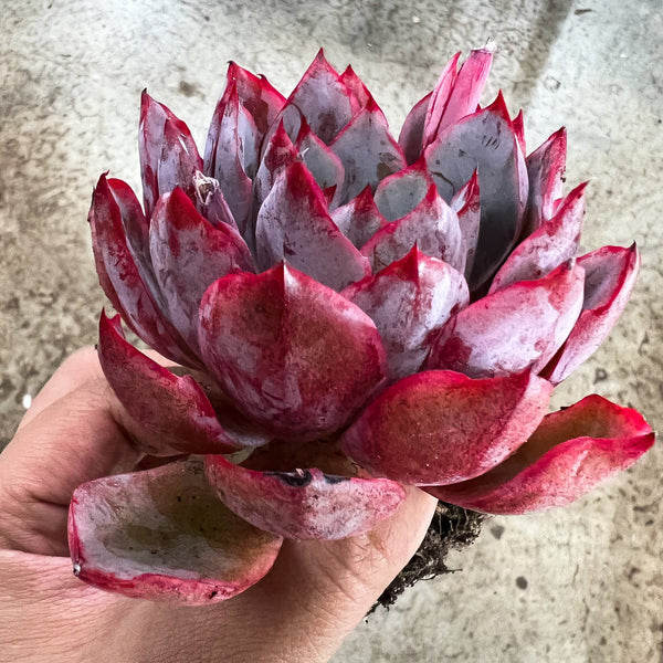 Echeveria 'Hera' – LET LOVE GROW (Succulent & Cactus)