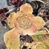 Aeonium arboreum var. holochrysum (El Hierro)( 1 X CUTTING)