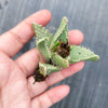 [WHOLESALE PACK OF 20 CUTTINGS] Faucaria sp. (yellow flower)