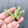 [WHOLESALE PACK OF 20 CUTTINGS] Faucaria sp. (yellow flower)