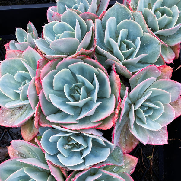 Echeveria 'Cloudbrust'