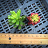 Sedum Rubrotinctum ( Red jelly bean )(2 x CUTTING)