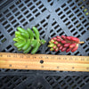 Sedum Rubrotinctum ( Red jelly bean )(2 x CUTTING)