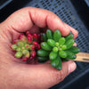 Sedum Rubrotinctum ( Red jelly bean )(2 x CUTTING)