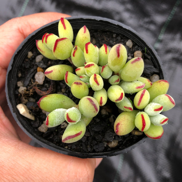 Cotyledon papillaris 'jacobseniana'