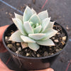 Sedum suaveolens