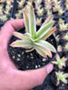 Crassula campfire variegated (has marks)