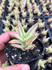 Crassula campfire variegated (has marks)