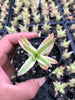 Crassula campfire variegated (has marks)
