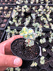 Sedum sieboldii 'Mediovariegatum' (2 HEADS)