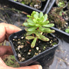 Aeonium sedifolium (XS)
