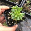 Aeonium sedifolium (XS)