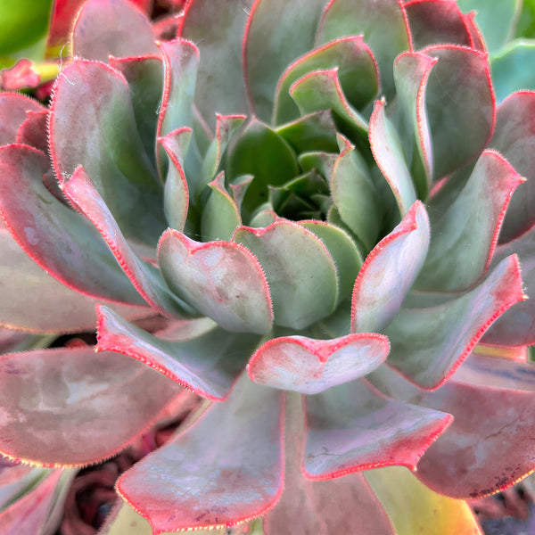 Aeonium 'LILLA' (1x CUTTING)