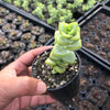 Crassula rupestris 'White Star' (2x CUTTINGS)