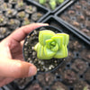 Crassula rupestris 'White Star' (2x CUTTINGS)