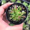 Crassula pubescens