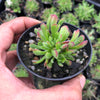 Crassula pubescens