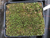 [SEED CAPSULE] Anacampseros telephiastrum (20+ seeds in one capsule)
