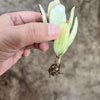 Cotyledon Orbiculata 'Hakubi' Variegated