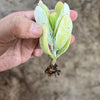 Cotyledon Orbiculata 'Hakubi' Variegated