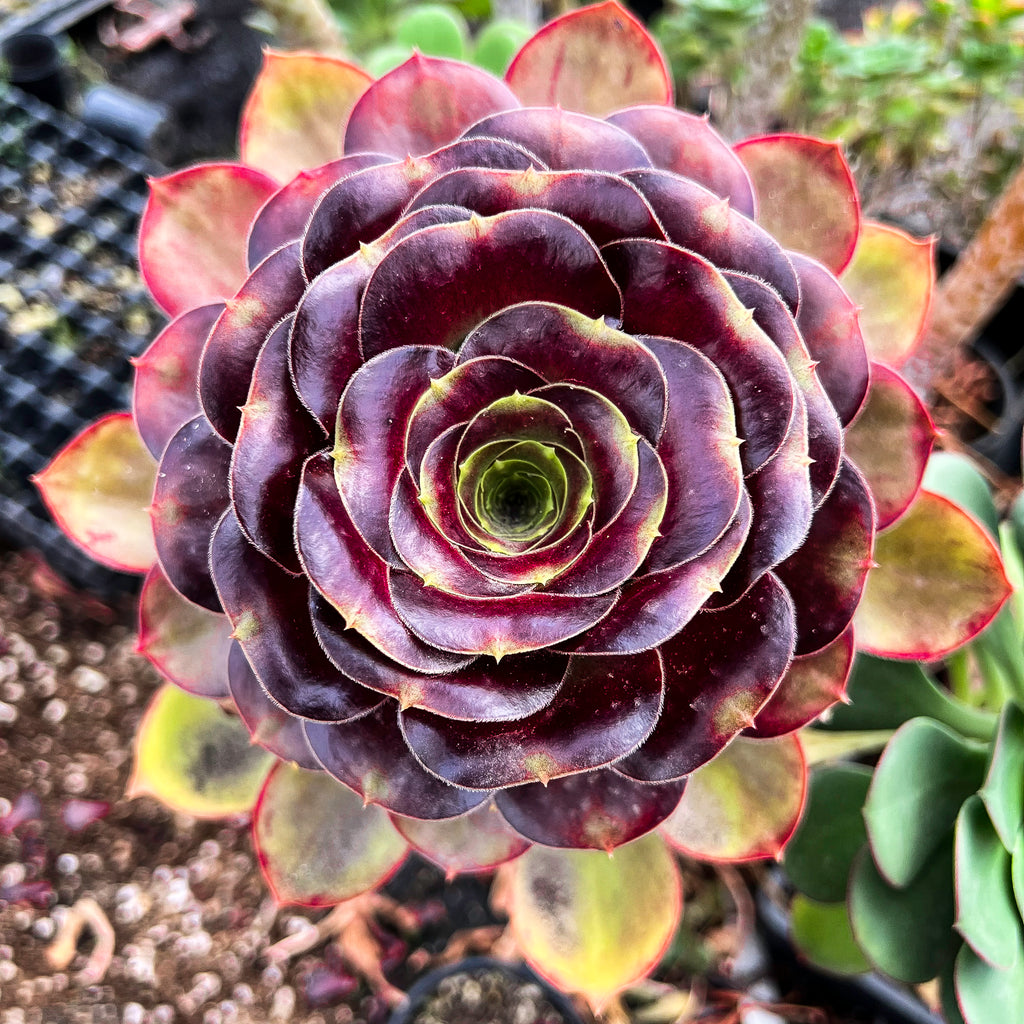 voodoo succulent Aeonium 'Voodoo' (1x CUTTING) – LET LOVE GROW (Succulent & Cactus)