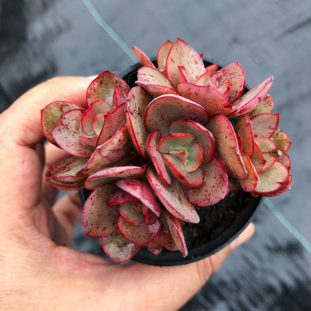 suyon succulent Echeveria 'Suyon' (has mark) – LET LOVE GROW (Succulent & Cactus)