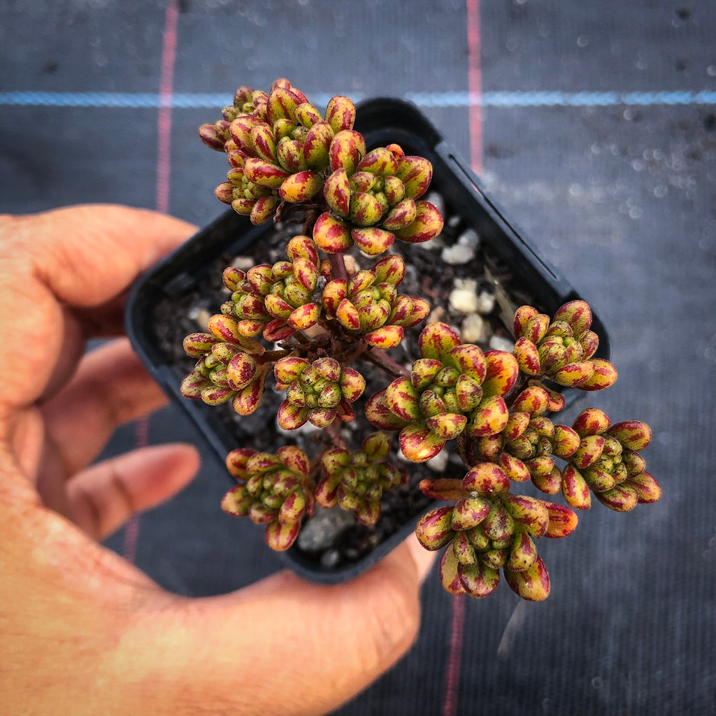Aeonium sedifolium (XS)
