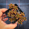 Aeonium sedifolium (XS)