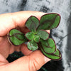 [PACK OF 20 CUTTINGS] x Echeveria nodulosa