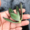 [PACK OF 20 CUTTINGS] x Echeveria nodulosa