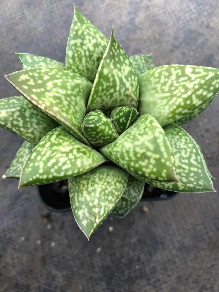 x Gasterhaworthia cv. ROSAVA
