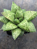x Gasterhaworthia cv. ROSAVA