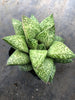 x Gasterhaworthia cv. ROSAVA