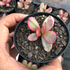 Crassula platyphylla variegata