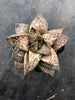x Gasterhaworthia cv. ROSAVA