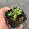 Euphorbia submammillaris v pfersdorfii
