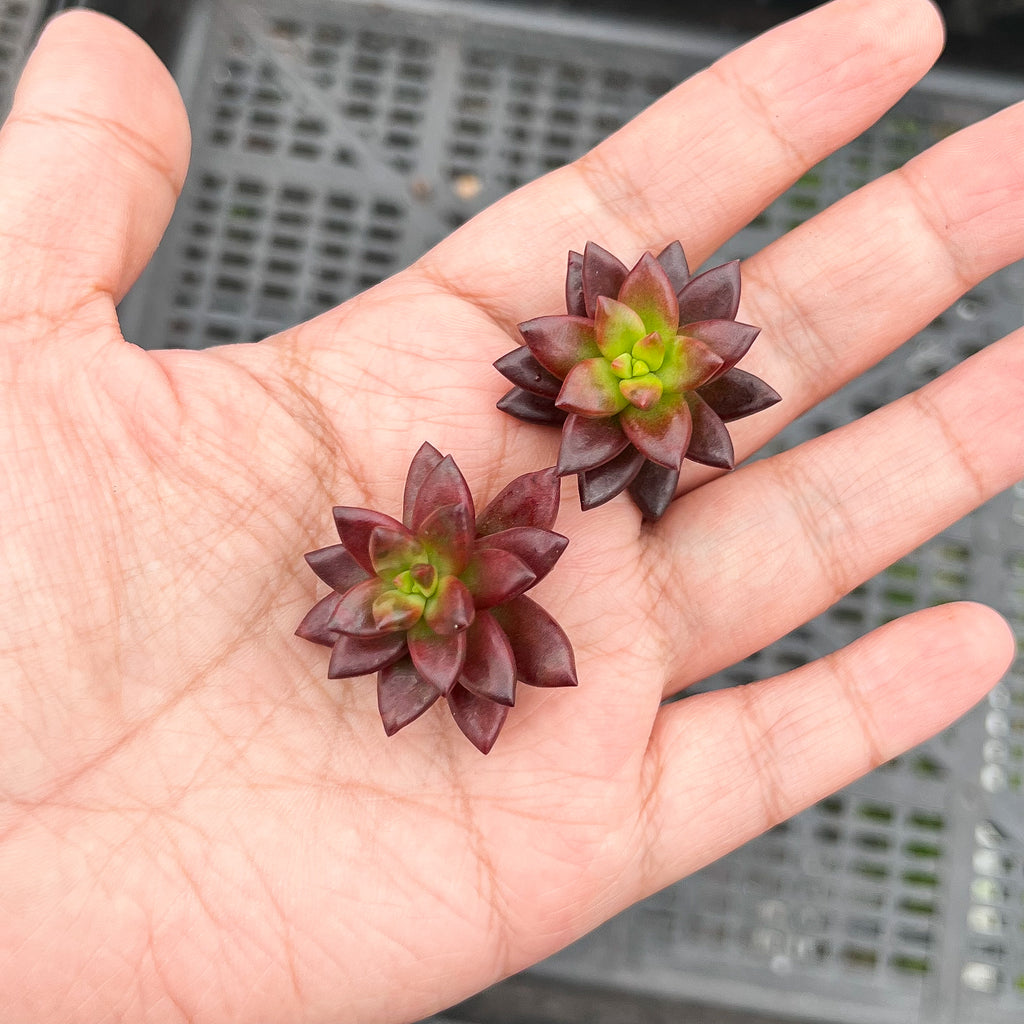 jet beads succulent care Sedeveria 'Jet Beads' (2 x CUTTING) – LET LOVE GROW (Succulent & Cactus)