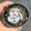 Pachyphytum oviferum 'Moonstones'