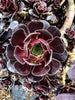 Aeonium arboreum 'Nigrum' (The Chocolate Rose) (1 x CUTTING)