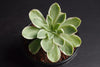 [20 CUTTINGS PACK]  x Aeonium 'Ballerina'