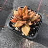 x Lenopetalum 'Chocolate' (Single head)