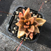 x Lenopetalum 'Chocolate' (Single head)