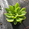 Echeveria 'Poltava'