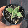 Faucaria Felina (1 X CUTTING)