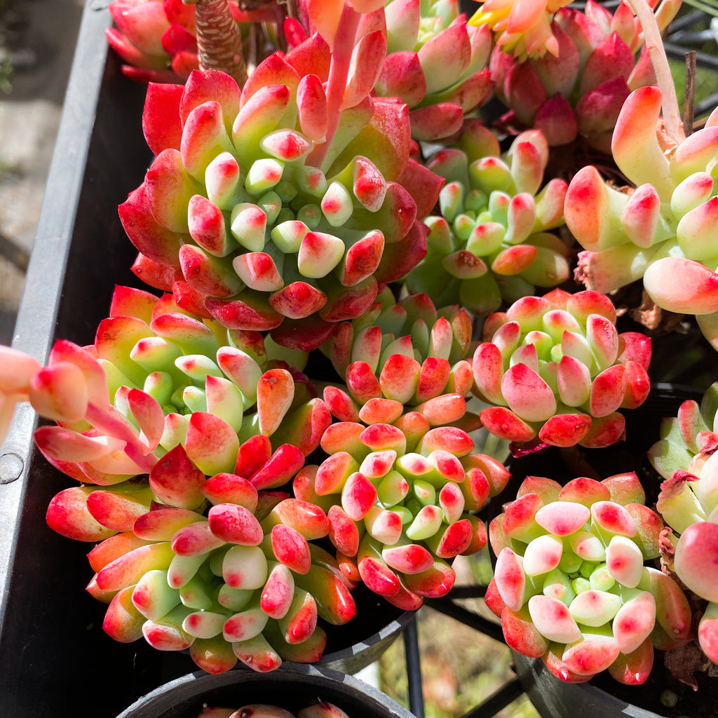 blue elf succulent care Sedeveria 'Blue Elf' – LET LOVE GROW (Succulent & Cactus)